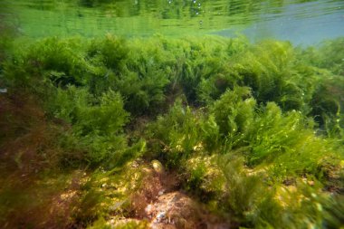cladophora, ulva, bryopsis, koquina taşının üzerindeki yosun çalılığı, Karadeniz tuzlu su biyoposu, laminar dalga akışı, çamurlu besin sularındaki yırtık bitki örtüsü, güneşli fırtına supralittoral bölgesi şnorkel.