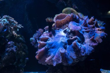 Sinularia dura, canlı kaya sert zemininde dev mantar mercanı, planktonları yakalamak için hayvan dokunaçları, resif deniz akvaryumu ekosistemi, LED akvaryumu için kolay bir evcil hayvan LED akvaryumu, rahatlatıcı bir ruh hali.
