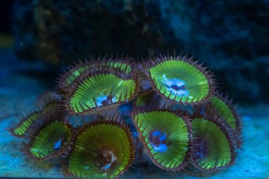 button polyp soft coral, green head tentacle in circular wave flow, fluorescent frag on live rock, LED actinic blue low light, nano reef marine aquarium farming, easy pet, professional aquarist care clipart