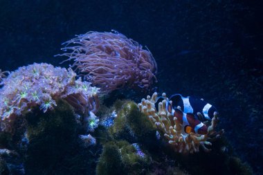 Kabarcık uçlu anemon, LPS meşale mercanı, yıldız polipleri yumuşak mercan, nano resif deniz su burnu, deneyimli akvaryum hobisi, LED mavi ışık, pahalı evcil balık.