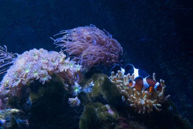Kabarcık uçlu anemon ev sahibi portakal ve siyah ocellaris palyaço balığı, LPS meşale mercanı, yıldız polipi yumuşak mercan, nano resif deniz su burnu, deneyimli akvaryum hobisi, canlı kaya sertliği, pahalı ev hayvanı balığı