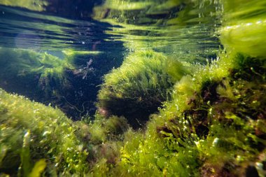 Ulva, cladophora yeşil algleri laminar akışında yetişir, düşük tuzluluk Karadeniz biyo-pelerini, coquina taşı kaya havuzu, supralittoral bölge şnorkeli, yüzey dalgası yansıması, çamurlu su fırtınası havası