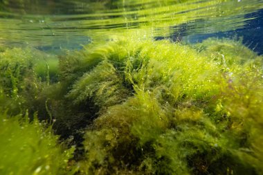 ulva, cladophora algleri, kumun dibindeki çalılık, Karadeniz tuzlu su, laminar akışı, çamurlu besin sularındaki bitki örtüsü, kırılan hava kabarcığı, küçük bölgeye yüzeysel yansıma.