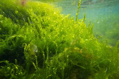 ulva, cladophora yosunları taşın üzerinde, Karadeniz tuzlu su biyopsosu, laminar akışı, çamurlu besin sularında yırtık bitki örtüsü, kırılan hava kabarcığı, supralittoral bölgede fırtına havası.