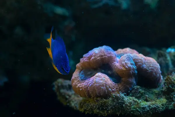 stock image LPS lobed brain coral polyp and azure damselfish, live rock ecosystem circular wave flow, fluorescent demanding pet for pro aquarist, LED blue low light, nano reef marine aquarium, dark background