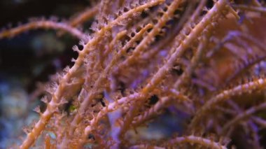 Grube 'un gorgonyan yumuşak mercanı dairesel akış dokunaçlarını hareket ettirir, nano resif deniz akvaryumunda hayvan kolonisi avı, küçük polip yayılımı makro odak, LED düşük mavi aktinik ışık odaklı