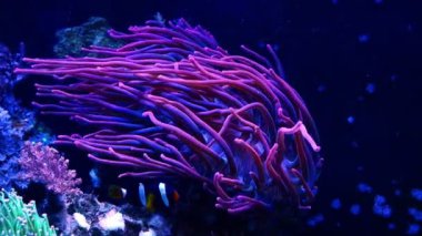 ultraviyole baloncuk ucu anemone turuncu oktellaris palyaço balığı, nano resif deniz akvaryumu, deneyimli akvaryum bakımı hobisi, canlı kaya coquina taşı taban tabanı, LED mavi ışık, pahalı evcil hayvan örtüsü
