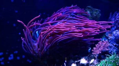 turuncu oktellaris palyaço balığı ultraviyole baloncuk ucu anemona saklanır, nano resif deniz akvaryumu, deneyimli akvaryum hobisi, canlı kaya koquina taş tabanlı taban manzarası, LED mavi ışık, pahalı evcil balık