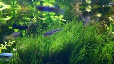 java yosunu Amano stilinde iwagumi taşı akvaryumu, Boesemani gökkuşağı balığı popüler balık, cüce gourami, tropikal su bitkisi, parlak LED ışığı, su yüzeyi yansıması, profesyonel akvaryum bakımı