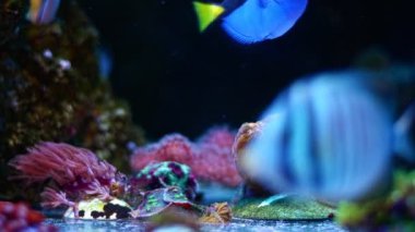 LPS lobed beyin mercan kapalı polip, floresan hayvan stres, güçlü akış, canlı kaya ekosistem, deneyimli akvaryum için evcil hayvan talep, LED mavi düşük ışık, cam alt nano resif deniz akvaryumu