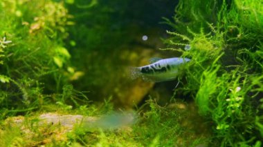 opaline gourami arama gıdası, java yosunu fotosentetik oksijen, popüler yetişkin cüce balığı, Amano style iwagumi stone aquascape, tropikal su bitkisi, parlak LED ışığı, profesyonel akvaryum bakımı