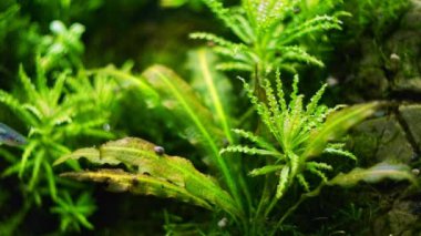 Pogostemon hava kabarcığı, Boesemani yağmur balığı popüler balık, cüce Echinodorus yoğun tropikal su bitkisi, Amano stili iwagumi taşı akvaryum tasarımı, parlak LED ışığı, profesyonel akvaryum bakımı
