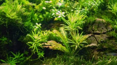 pogostemon Daonoi havacılık, Boesemani yağmur balığı popüler balık, cüce Echinodorus yemyeşil tropikal su bitkisi, Amano style iwagumi doku taşı su burnu, parlak LED ışığı, profesyonel akvaryum bakımı