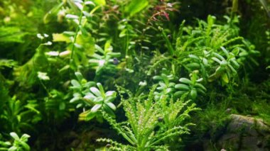 pogostemon Daonoi, Hedyotis salzmannii, Boesemani gökkuşağı balığı popüler balık, cüce tropikal su bitkisi, Amano style iwagumi doku taşı akvaryum bakımı, parlak LED ışığı, profesyonel akvaryum bakımı