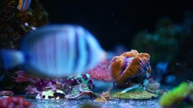 Floresan LPS 'li beyin mercanı kaplı polip parçası, stres altında, dev anthelia güçlü akış, canlı kaya ekosistemi, profesyonel akvaryumcu için evcil hayvan, LED mavi ışık, cam taban, mercan tarımı