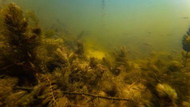 su bitkisi kalıntıları, görüş mesafesi düşük bulanık su, güneş baligi biyo-pelerin, alüvyon substrat alt, açık gölge, yüzey yansıması, tatlı su nehri Buher, Lityn, Ukrayna