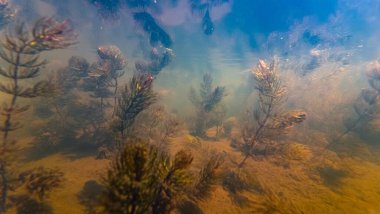 Çamurlu suda hornwort, su bitkisi enkazı, organik madde alüvyonu alt tabakası, ışık gölgesi, görüş mesafesi, yüzey yansıması, tatlı su nehri Buher 'in su burnu Lityn, Ukrayna' da