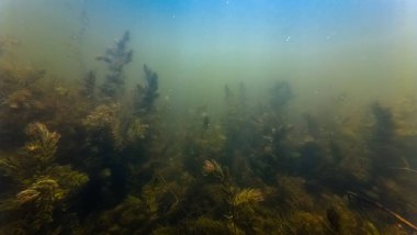 deep mysterious biotope aquascape, aquatic plant hornwort debris, poor visibility murky water, silt substrate bottom, light shadow, surface reflection, freshwater river Buher, Lityn, Ukraine clipart