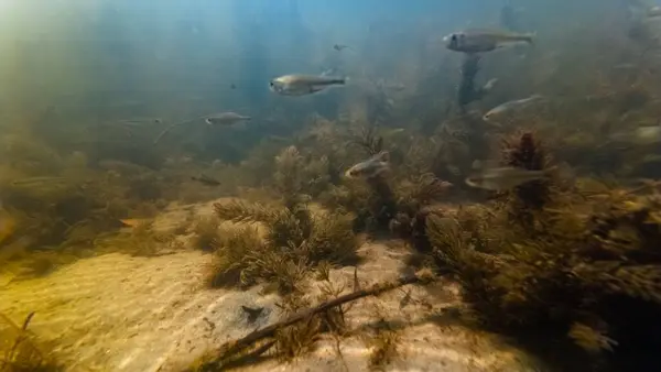 stock image sunbleak shoal in biotope aquascape, blurred fish body, aquatic plant hornwort debris, poor visibility murky water, silt substrate bottom, light shadow play, surface reflection, freshwater river Buher