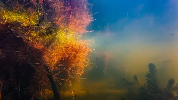 stock image willow root absorb organics underwater, hornwort aquatic plant, sun ray backlight, low visibility in in muddy water, green algae, silt bottom of shallow freshwater pond, still surface reflection