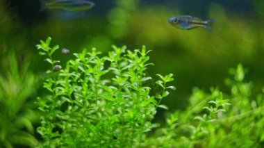 Hemianthus inci yosunu, genç Boesemani gökkuşağı balığı Amano tarzında ekilmiş iwagumi aquascape aquadesign, parlak LED ışığı, tropikal su bitkisi bakımı, keşif ve araştırma konsepti, bulanık arka plan