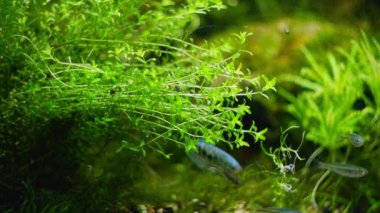 Hemianthus inci rengi hava kabarcığı, opaline gourami, genç Boesemani gökkuşağı balığı, Amano stili, iwagumi aquascape aquadesign, parlak LED ışığı, su bitkisi bakımı, araştırma konsepti