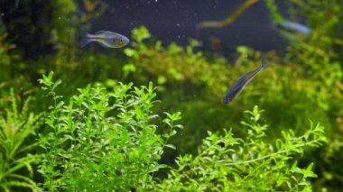Hemianthus inci oksijenli hava kabarcığı, genç Boesemani gökkuşağı balığı Amano stilinde ekilmiş iwagumi aquascape su işareti, parlak LED ışığı, tropikal su bitkisi bakımı, araştırma konsepti