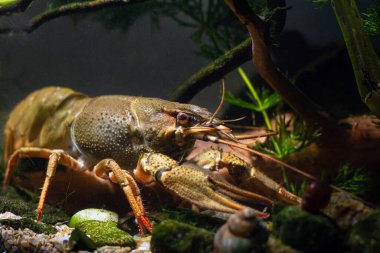 Tuna kerevitleri yiyecek arar, Avrupa biyopsi akvaryumu, ince çakıl taşı karışıklığı düzensizliği, hornwort bitki örtüsü, kum taşı tabanı, LED ışığı, esir alınabilir tatlı su istilacı hayvan