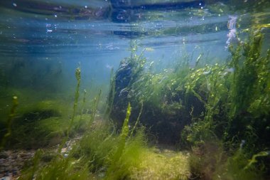 Odesa 'da Karadeniz, düşük tuzlu biyopsi, chaetomorpha, ulva yeşil algleri laminar akışında hareket ediyor, coquina taşı kayalık havuzu, bulanık su, yüzey yansıması, fırtınada yırtık alg örtüsü, sığ nokta