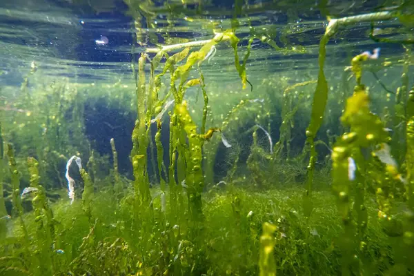 Ulva intestinalis yeşil alg makrosu laminar akışında, Karadeniz Odesa 'da, düşük tuzluluk biyopsisi, chaetomorpha, coquina taşı kayalık havuzu, su yüzeyi yansıması, fırtınada yırtık alg bitkisi