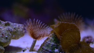 Toz solucanı uzun dokunaçları plankton yiyeceğini laminar akışında avlar, aktif hayvan simbiyozu, yumuşak mantar mercanı, kum tabanında turbo salyangoz, nano resif deniz akvaryumu, LED düşük ışık, sığ nokta