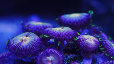 Floresan düğmeli polip kolonisi, yumuşak mercan hayvanı dairesel akıntıda disk dokunaçlarını hareket ettirir, acemi akvaryumcular için evcil hayvan, LED mavi düşük ışık, nano resif deniz akvaryumu, hepsi kaçamak toksin, sığ bokeh.