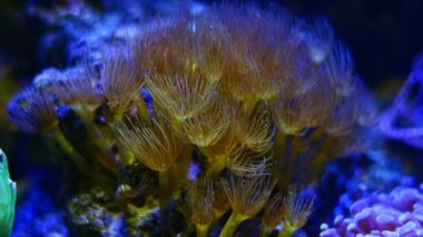 Canlı kaya taşı üzerinde papağan sürüsü, güçlü akıntıda sarı kabuklu deniz şakayığı yumuşak mercan avı yiyeceği, nano resif deniz akvaryumu, yeni başlayanlar için popüler bir hayvan, LED mavi ışık