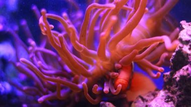 Domates palyaçoları baloncuk uçlu şakayığa saklanır, yırtıcı hayvan akıntıda dokunaçları hareket ettirir ve balıkları korur, canlı kaya resifi deniz akvaryumu, hava kabarcığı oksijeni, LED mavi düşük ışık, sığ bokeh