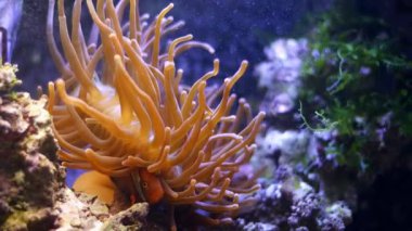 kabarcık uçlu anemon akıntıda dokunaçları hareket ettirir ve domates palyaçosu balıklarını korur, yırtıcı hayvanlarda balıklar saklanır, canlı kaya resifi deniz akvaryumu, ikaz yosunları hava oksijenasyonu, LED mavi düşük ışık, sığ dof