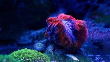 LPS logged beyin mercan polip laminar akışı, canlı kaya ekosistem akvaryumu papatya polip, deneyimli akvaryumcu floresan talep eden evcil hayvan, LED mavi düşük ışık, nano resif deniz altı su işareti