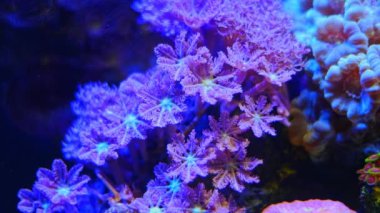 Gökkuşağı karanfili laminar akışında yumuşak mercan dokunaçları, nano resif deniz akvaryumunda trompet mercan ultraviyole kolonisi, LED mavi düşük ışık, canlı kaya ekosistem su işareti, acemi akvaryumcular için kolay evcil hayvan