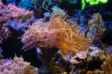 Kültürlü meşale mercanları uzun floresan turuncu dokunaçlar, yumuşak mercan parçaları, resif deniz akvaryumu, güzel canlı kaya ekosistem su burnu, LED aktinik mavi ışık, gölge oyunu