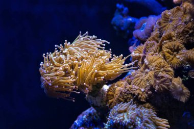 trumpet coral move fluorescent orange tentacle on frag plug, bullseye mushroom soft coral symbiont coexist, live rock reef marine aquarium ecosystem aquascape, LED blue light, coral farm cultivation clipart