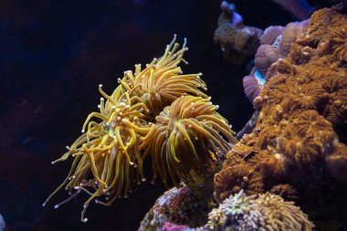 Meşale mercanları uzun floresan portakal dokunaçlarını parça takılı olarak taşır, Bullseye mantarı yumuşak mercan, canlı kaya resifi deniz akvaryumu ekosistem su burnu, popüler hayvan, LED aktinik ışık, mercan çiftliği ekimi