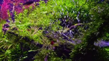 hava pompası oksijenli Amano style ryoboku aquascape, java yosun bitki örtüsü, galaksi rasbora balığı, Hint diş macunu su işareti, kırmızı kiraz karidesi, LED hafif canlı renk, besin değeri yüksek su bitkisi