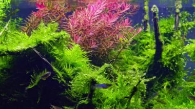 Bereketli java yosunlu bitki örtüsü, Amano stili ryoboku aquascape 'de galaksi rasbora balığı, Hint diş macunu akarsu tabelası, LED hafif canlı renk, besin değeri yüksek su bitkisi bakımı, doğa dengesi