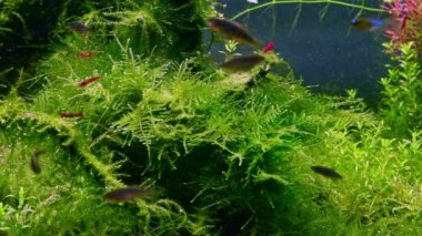 Bereketli java yosun bitkisi, galaksi rasbora balığı, Amano stilinde kırmızı kiraz karidesi ryoboku aquascape, sürüklenen su rengi, parlak LED ışığı canlı renk, su bitkisi bakımı, doğa dengesi