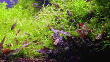 Wendt 'in su borusu besin değeri yüksek çakıl, galaksi rasbora balığı, Amano stili ryoboku aquascape, sualtı salyangozu, ekili suda nehir ineği, LED açık renk, su bitkisi bakımı