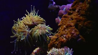 Floresan beyaz ucu meşale mercan dokunaçlarını parça takılı, portakal mantarı yumuşak mercan, canlı kaya resifi deniz akvaryumu ekosistem su burnu, popüler evcil hayvan, LED mavi ışık, tarım ekimi