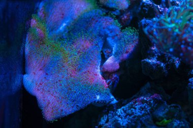 Sarcophyton glaucum dokunaç makro, coquina canlı kaya taşı tasarımı kafa parçası, floresan hayvan çözünmüş organik maddeyi mavi LED düşük ışık, acemi resif deniz akvaryumu, popüler evcil hayvan