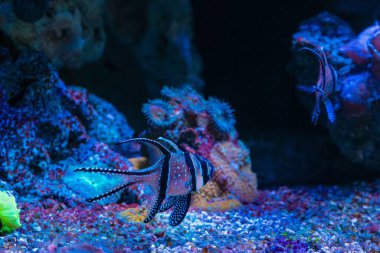 Banggai kardinalbalığı laminar su akışında, nano resif deniz akvaryumu balığı, yeni başlayanlar için popüler bir evcil hayvan, coquina taşı canlı kaya hardscape, LED aktinik ışık, sığ nokta, bulanık arka plan