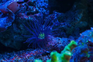 Cerianthus membranaceus plankton yiyeceği avlamak için uzun mavi dokunaçlar, aktinik LED ışıkta popüler floresan hayvanlar, coquina taşı canlı kaya parçaları, evcil hayvan dükkanında resif deniz ekosistemi, sığ dof