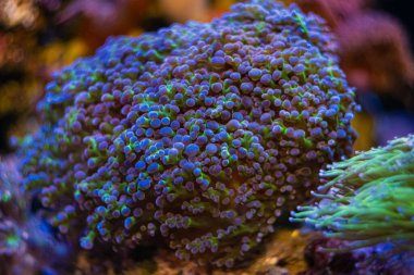 Euphyllia divisa fluorescent dokunaçları, resif deniz akvaryumu, coquina stone canlı kaya aquascape ekosistemi, LED aktinik ışık, mercan çiftçiliği üretimi, profesyonel bakım