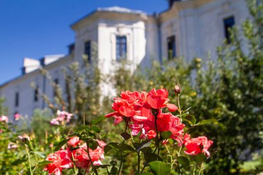 Bar, Ukrayna - 19.08.2020: Benedictine Sisters Manastırı 'nın arka bahçesindeki kırmızı gül çalılığı, Roma Katolik Hristiyan manastırı, ünlü antik tapınak merkezi, güneşli yaz arkaplanı
